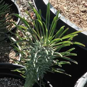 Euphorbia clandestina Seeds - Rare Endemic Indigenous Succulent - Combined Shipping