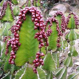 Euphorbia cooperi - 5 Seed Pack - Bushveld Candelabra Tree Indigenous Succulent