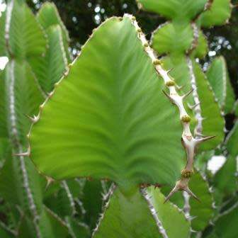 Euphorbia cooperi - 5 Seed Pack - Bushveld Candelabra Tree Indigenous Succulent