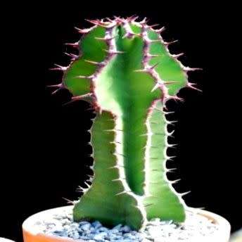 Euphorbia cooperi - 5 Seed Pack - Bushveld Candelabra Tree Indigenous Succulent