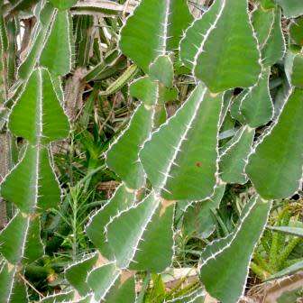 Euphorbia cooperi - 5 Seed Pack - Bushveld Candelabra Tree Indigenous Succulent