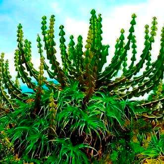 Euphorbia cooperi - 5 Seed Pack - Bushveld Candelabra Tree Indigenous Succulent