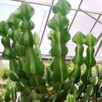 Euphorbia cooperi - 5 Seed Pack - Bushveld Candelabra Tree Indigenous Succulent