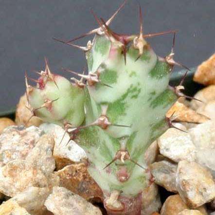 Euphorbia curvirama Seeds - Cape Candelabra Tree - Indigenous Endemic Drought Tolerant Succulent