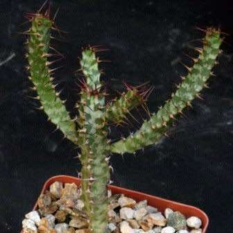 Euphorbia curvirama Seeds - Cape Candelabra Tree - Indigenous Endemic Drought Tolerant Succulent