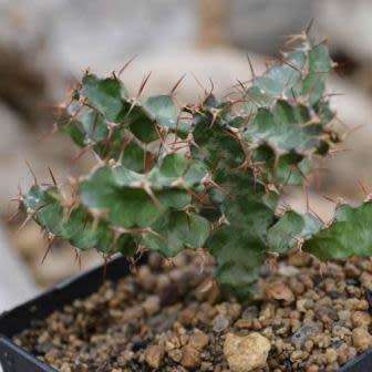 Euphorbia curvirama Seeds - Cape Candelabra Tree - Indigenous Endemic Drought Tolerant Succulent