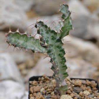 Euphorbia curvirama Seeds - Cape Candelabra Tree - Indigenous Endemic Drought Tolerant Succulent