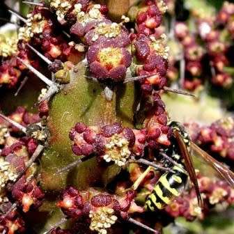 Euphorbia curvirama Seeds - Cape Candelabra Tree - Indigenous Endemic Drought Tolerant Succulent