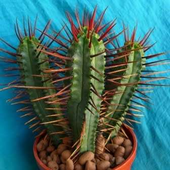 Euphorbia enopla Seeds - Pincushion Euphorbia - Indigenous Endemic Succulent - NEW