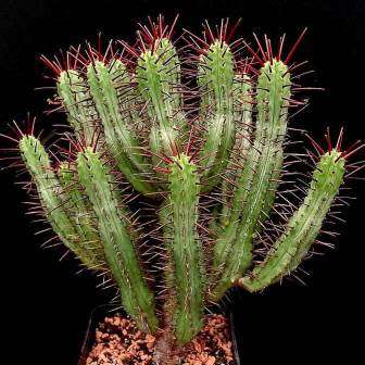 Euphorbia enopla Seeds - Pincushion Euphorbia - Indigenous Endemic Succulent - NEW