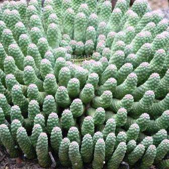 Euphorbia esculenta Seeds - True Vingerpol - Indigenous Endemic Succulent - NEW