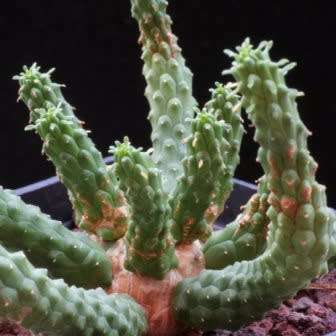 Euphorbia esculenta Seeds - True Vingerpol - Indigenous Endemic Succulent - NEW