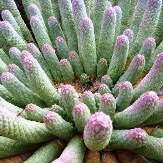 Euphorbia esculenta Seeds - True Vingerpol - Indigenous Endemic Succulent - NEW