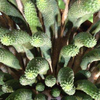 Euphorbia esculenta Seeds - True Vingerpol - Indigenous Endemic Succulent - NEW