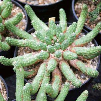 Euphorbia esculenta Seeds - True Vingerpol - Indigenous Endemic Succulent - NEW