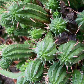 Euphorbia ferox Seeds - Rare Indigenous Endemic Drought Tolerant Succulent - NEW