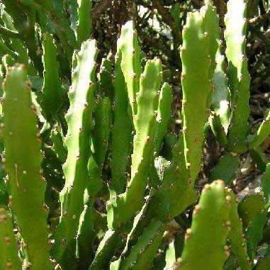 Euphorbia grandidens Seeds - Indigenous Succulent Hedge - Insured Combined Shipping