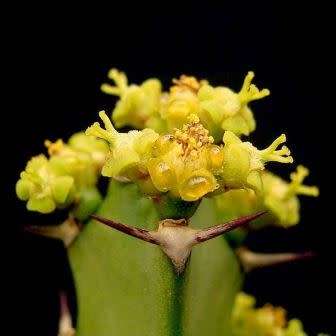 Euphorbia grandidens Seeds - Indigenous Succulent Hedge - Insured Combined Shipping