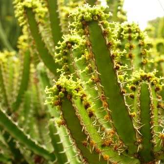 Euphorbia grandidens Seeds - Indigenous Succulent Hedge - Insured Combined Shipping