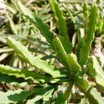 Euphorbia grandidens Seeds - Indigenous Succulent Hedge - Insured Combined Shipping