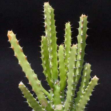 Euphorbia grandidens Seeds - Indigenous Succulent Hedge - Insured Combined Shipping