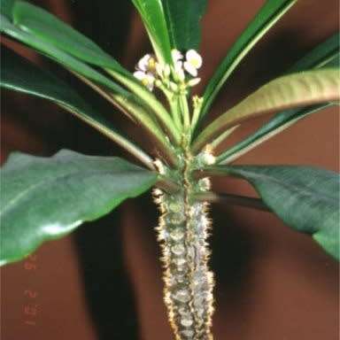 3 Euphorbia lophogona Seeds - Buy Seeds for Succulent Plants in South Africa - Natural Bonsai