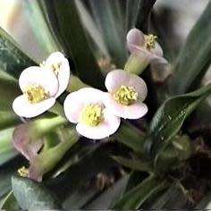 3 Euphorbia lophogona Seeds - Buy Seeds for Succulent Plants in South Africa - Natural Bonsai
