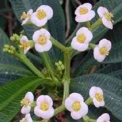 3 Euphorbia lophogona Seeds - Buy Seeds for Succulent Plants in South Africa - Natural Bonsai