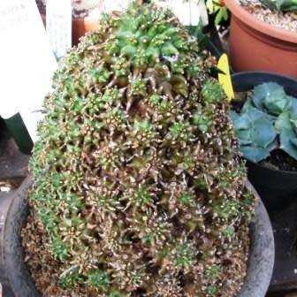 Euphorbia multiceps Seeds - South African Indigenous Succulent