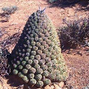 Euphorbia multiceps Seeds - South African Indigenous Succulent
