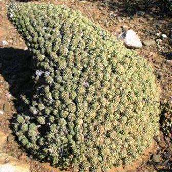 Euphorbia multiceps Seeds - South African Indigenous Succulent