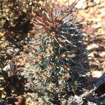 Euphorbia multiceps Seeds - South African Indigenous Succulent