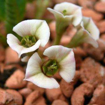 3 Euphorbia primulifolia Seeds - Rare Exotic Caudiciform Succulent - Combined Global Shipping