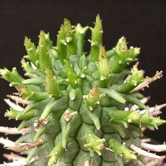 Euphorbia schoenlandii - 3 Seed Pack - Indigenous South African Succulent