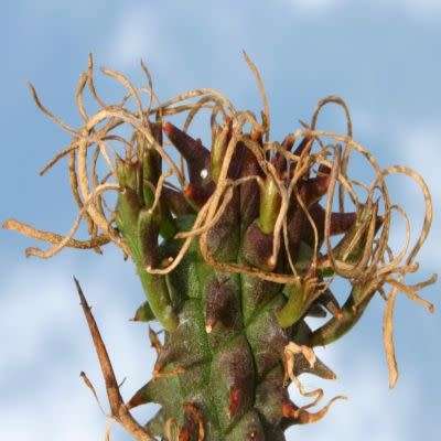 Euphorbia schoenlandii - 3 Seed Pack - Indigenous South African Succulent