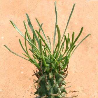 Euphorbia schoenlandii - 3 Seed Pack - Indigenous South African Succulent
