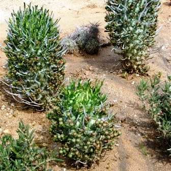 Euphorbia schoenlandii - 3 Seed Pack - Indigenous South African Succulent