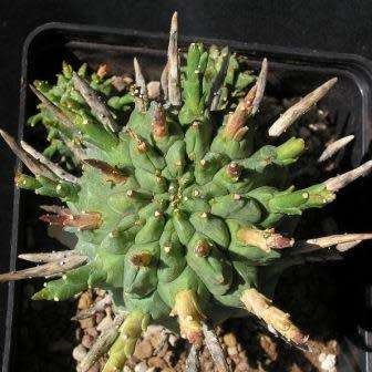 Euphorbia schoenlandii - 3 Seed Pack - Indigenous South African Succulent