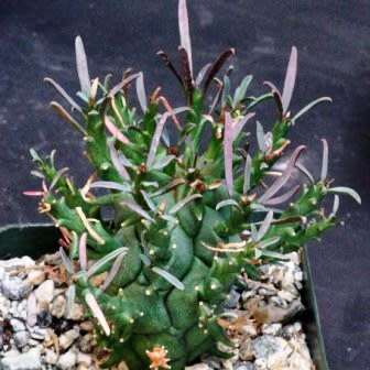 Euphorbia schoenlandii - 3 Seed Pack - Indigenous South African Succulent