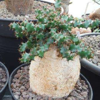Euphorbia squarrosa Seeds - Rare South African Endemic Succulent - NEW