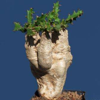 Euphorbia squarrosa Seeds - Rare South African Endemic Succulent - NEW