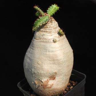Euphorbia stellata - 3 Seed Pack - Rare South African Endemic Succulent sementes  semi