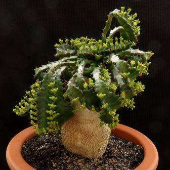 Euphorbia stellata - 3 Seed Pack - Rare South African Endemic Succulent sementes  semi