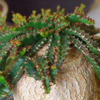 Euphorbia stellata - 3 Seed Pack - Rare South African Endemic Succulent sementes  semi