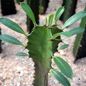 Euphorbia triangularis Seeds - Indigenous Drought Tolerant Succulent - NEW