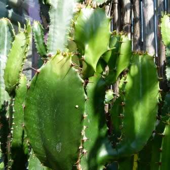 Euphorbia triangularis Seeds - Indigenous Drought Tolerant Succulent - NEW