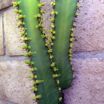 Euphorbia triangularis Seeds - Indigenous Drought Tolerant Succulent - NEW