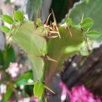 Euphorbia triangularis Seeds - Indigenous Drought Tolerant Succulent - NEW