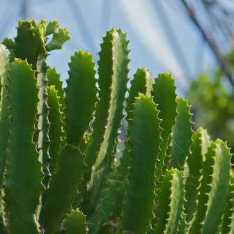 Euphorbia triangularis Seeds - Indigenous Drought Tolerant Succulent - NEW
