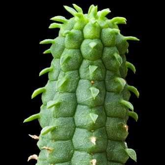 Euphorbia tuberculata - 3 Seed Pack - Indigenous Endemic Drought Tolerant Succulent - NEW